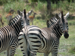 Moremi: la joya de la corona, donde te emocionarás a cada instante. - Botswana y Cataratas Victoria: la esencia de África y maravilla natural (13)