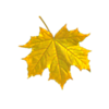 yellowleaf-zpsezmzouzb