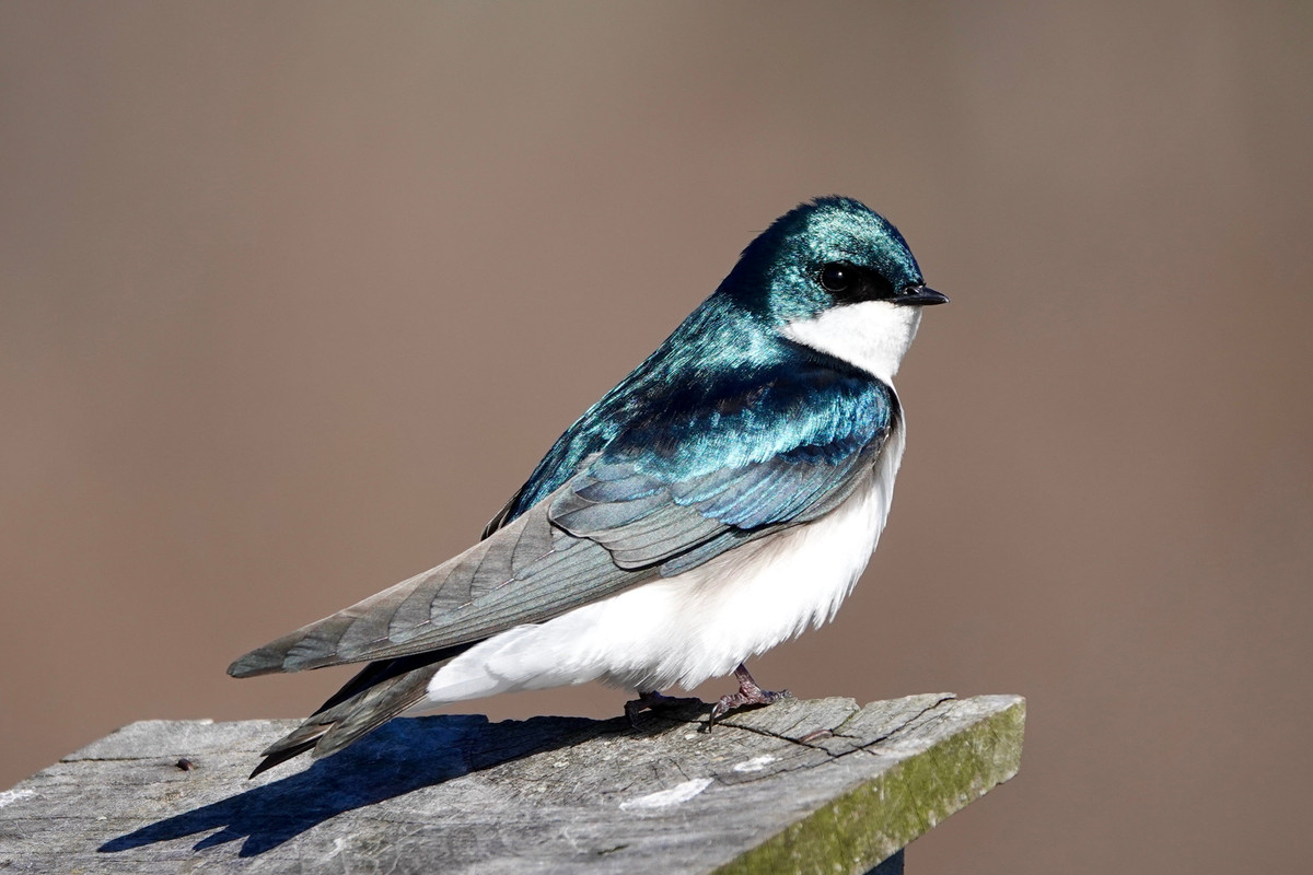 Bird Sings At Night In Massachusetts