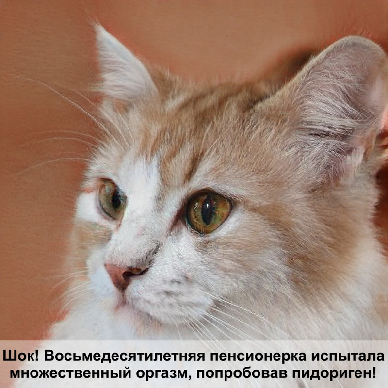 лысая кошка чихает