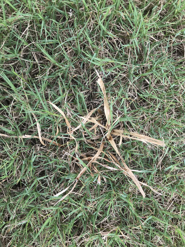 Are these Bermuda seed heads? (Pix) Lawn Care Forum