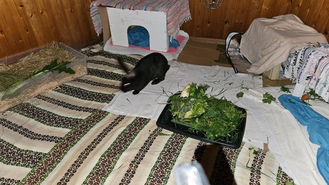 IMG-20250130-WA0069