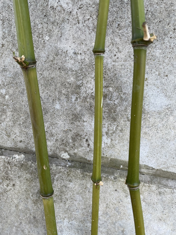 CC30BAD6-B3F4-418B-8C72-99E8E2C6D9A1