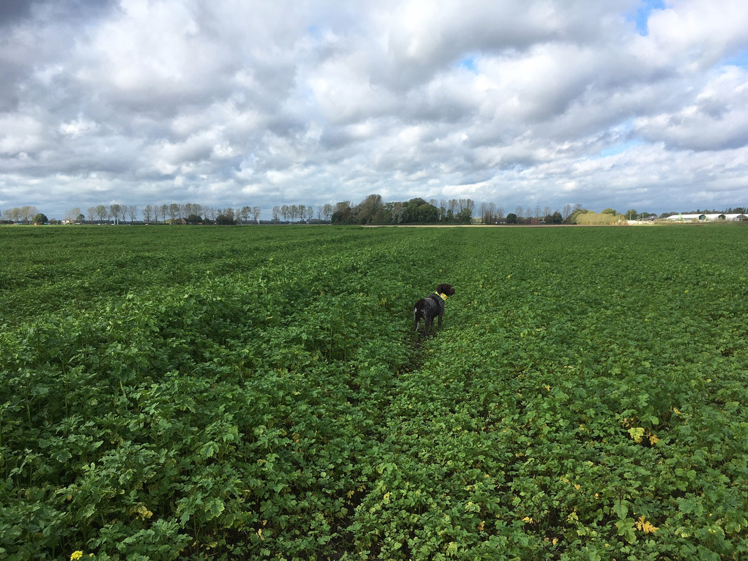 2023-21-10 Claire groenbemester ochtend IMG_2783 (002)