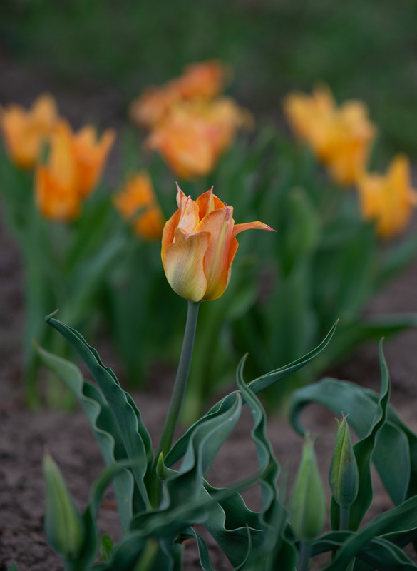 IMG-72b1a76b478300bac51bc6d1982455e7-V