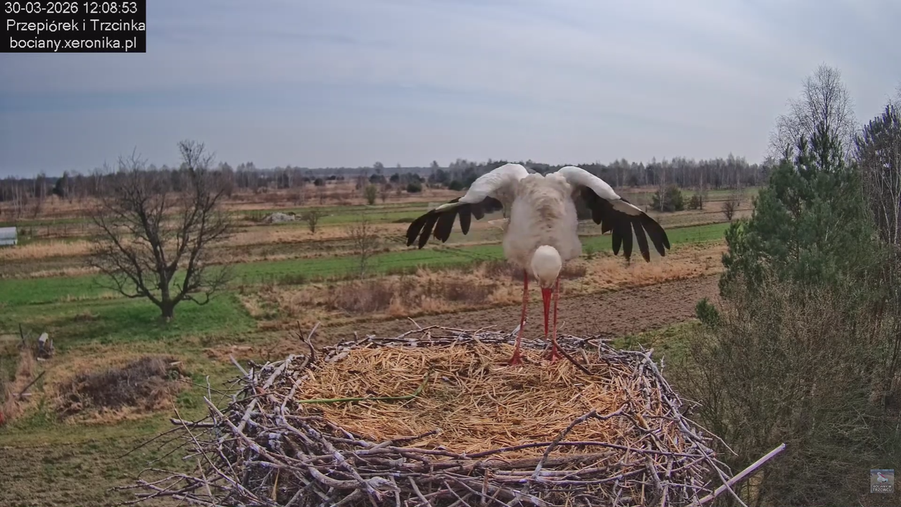 30032026bociany 7