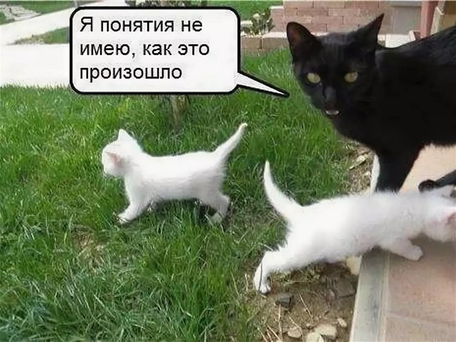 1685494959-polinka-top-p-smeshnie-koti-k