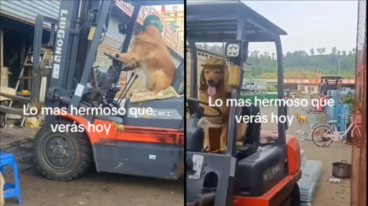 VIDEO: Perrito se hace viral por operar montacargas