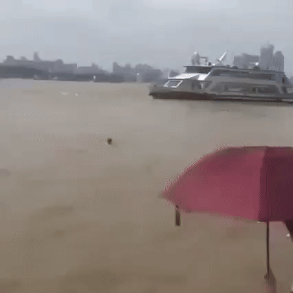 https://i.postimg.cc/PJRCng2B/8.gif