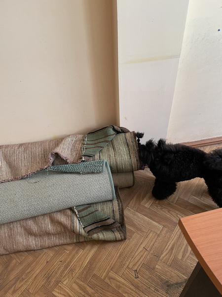 https://i.postimg.cc/PJRX49nr/IMG-9946.jpg