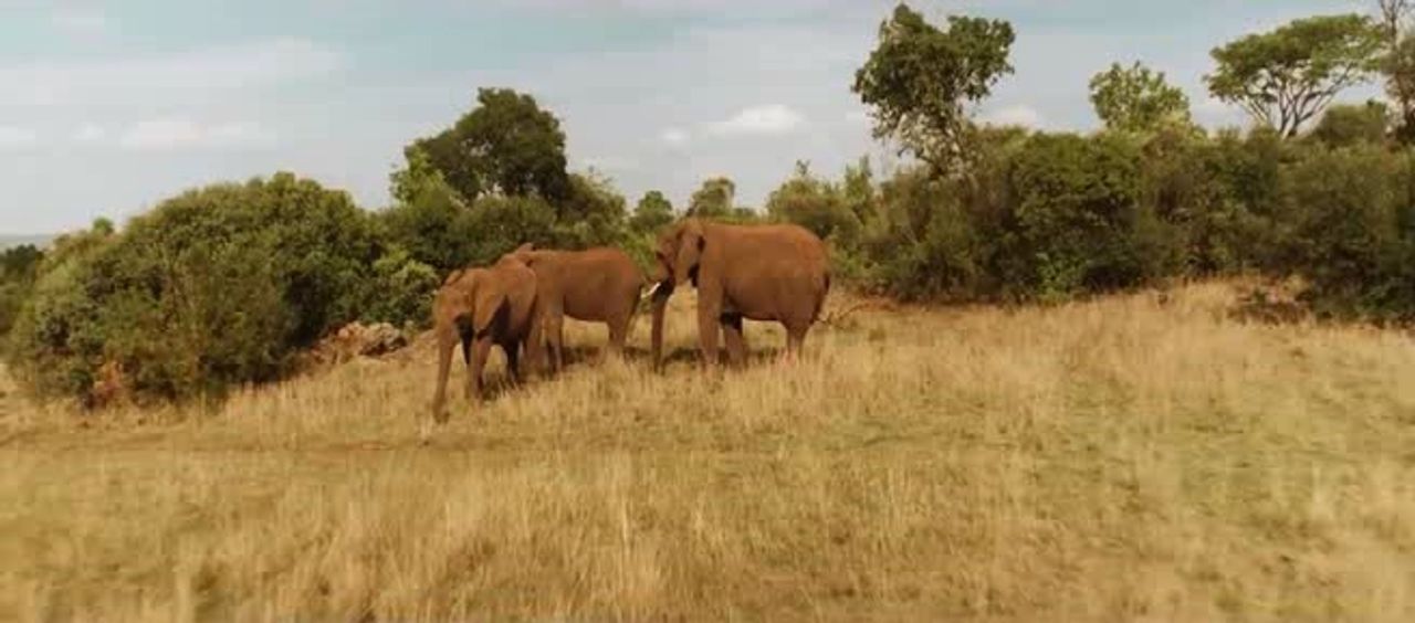 Mia.E.Il.Leone.Bianco.2018.iTALiAN.MD.720p.HDCAM.x264-iSTANCE[MT