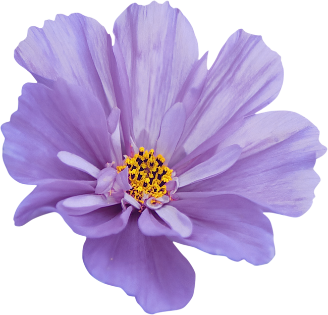 GlamourGirl_MM_Element (1)