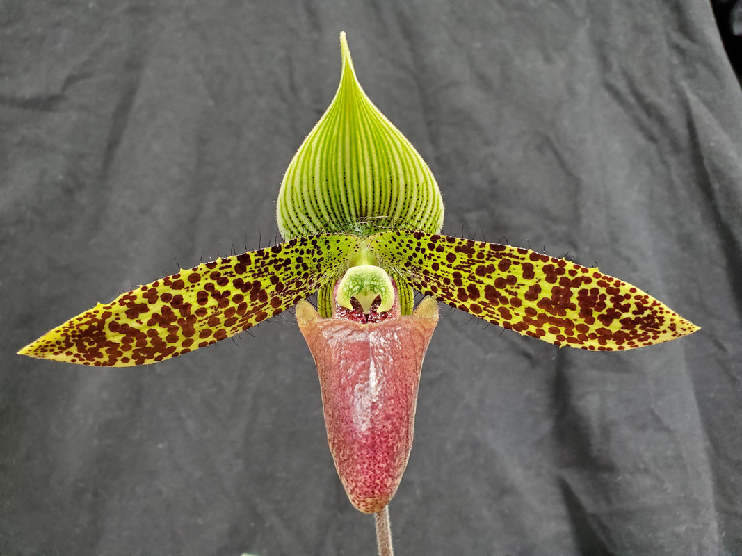 Paph-sukhakulii-1-Copy.jpg
