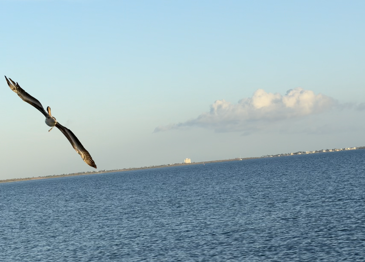 [Image: Sanibel-Island-Bridge8.png]