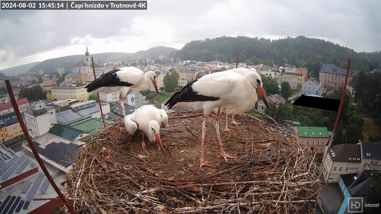 Tiešraidē no stārķa ligzdas uz alus darītavas skursteņa Trutnovā 12-2-37 screenshot (1)