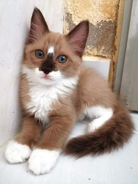 catbrownkitty077f68e1d415a982cf52.jpg