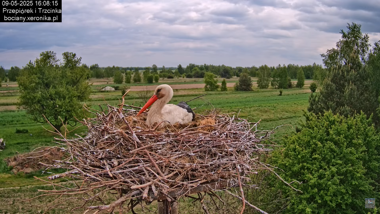 09052025bociany33