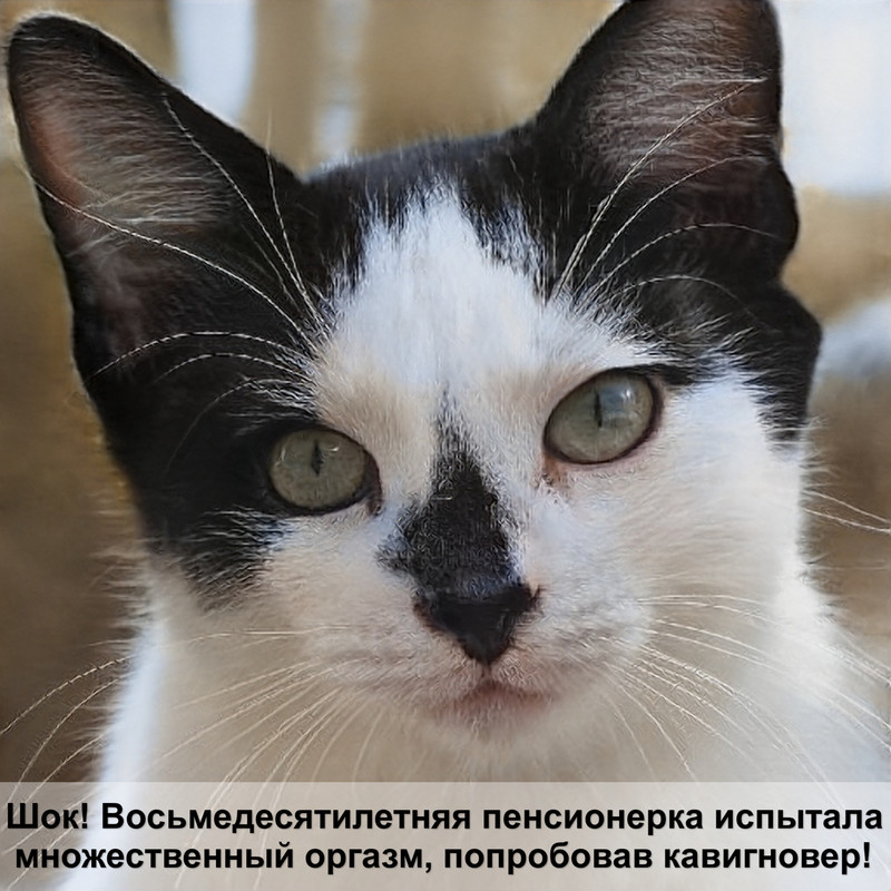 картинки кошки нарисованные