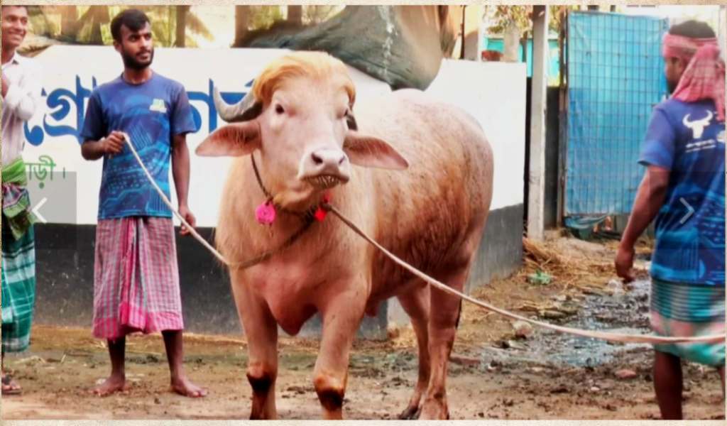 নারায়ণগঞ্জে আলোচনায় ডোনাল্ড ট্রাম্প মহিষ