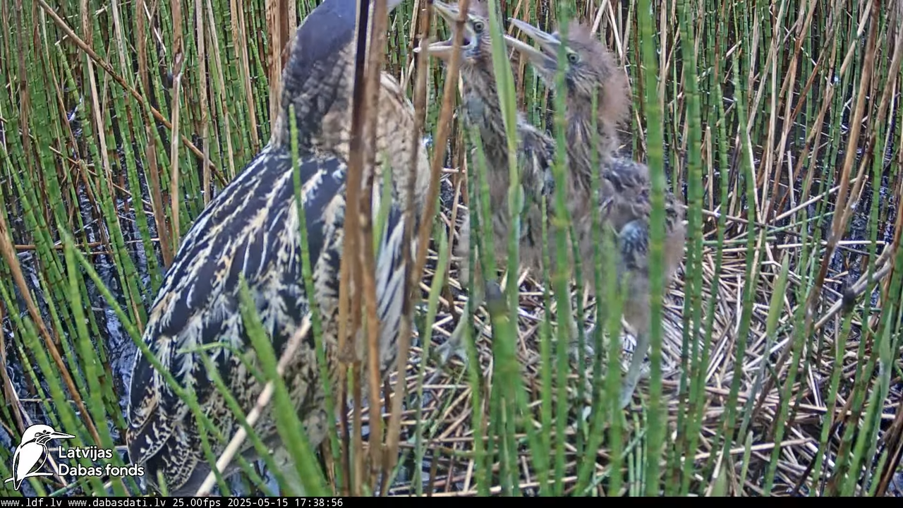 LDF Lielais dumpis (Botaurus stellaris) Zemītes pagastā 12-57-22 screenshot