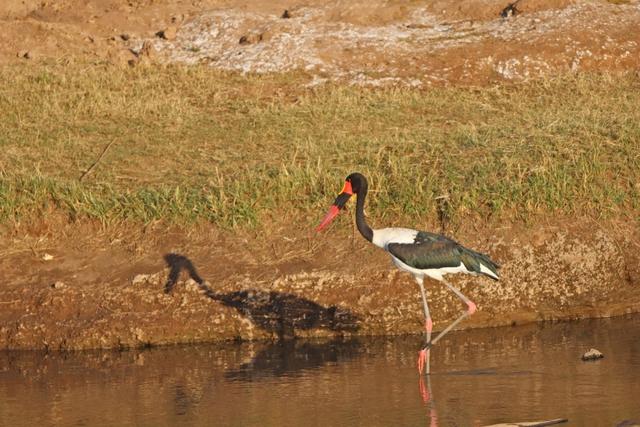 Aves do Botswana - Agosto 2019 Saddle-bill-stork