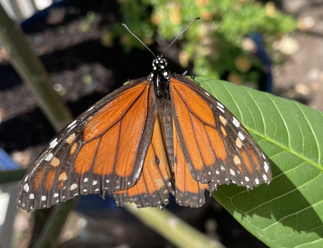 57B674E6-5E24-4B5F-A014-F5B37CC88FA3_1_201_a