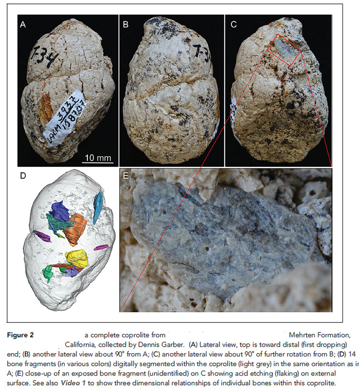 mehrtenfmcoprolite2.jpg