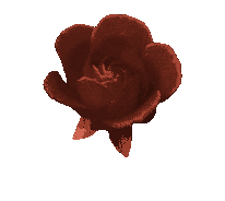 rosa.gif