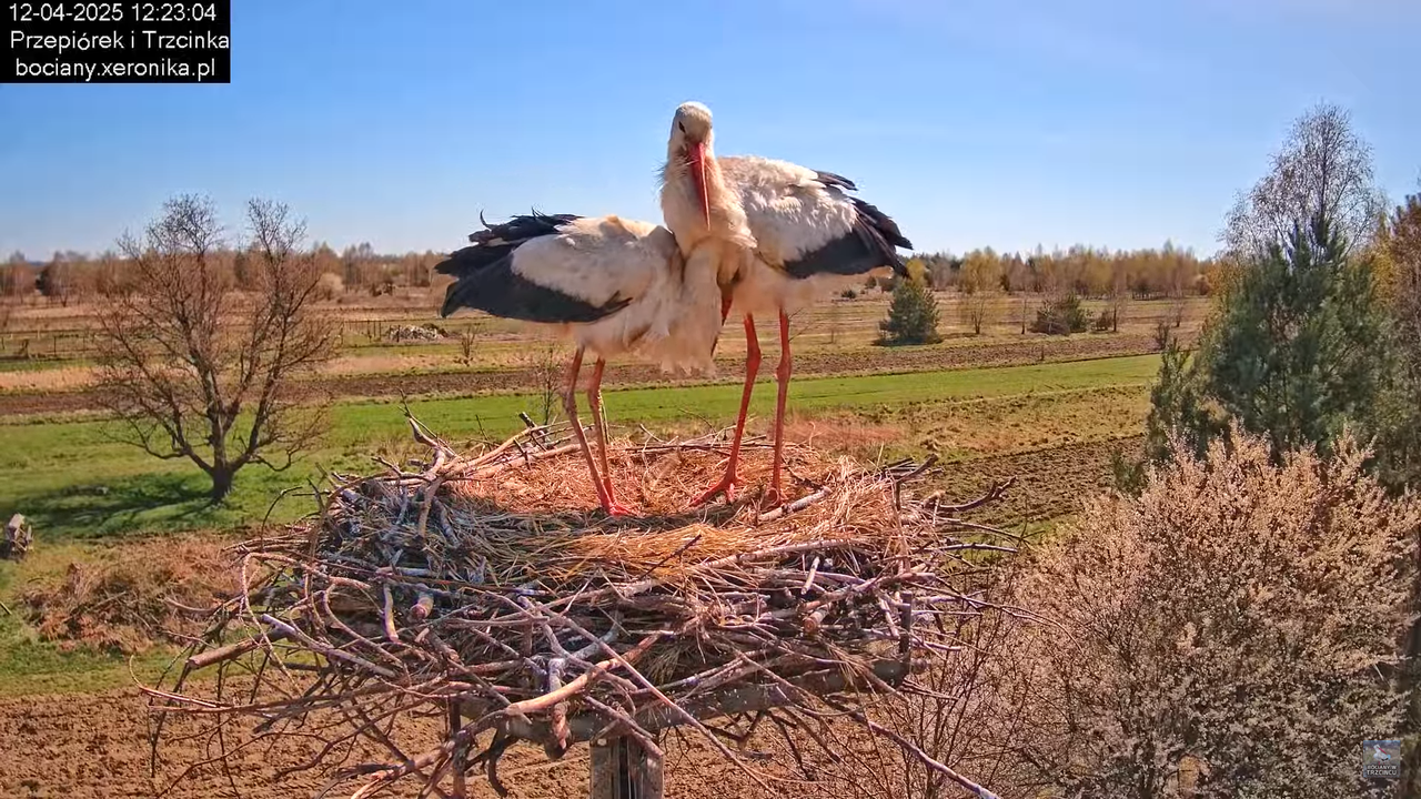 12042025bociany11