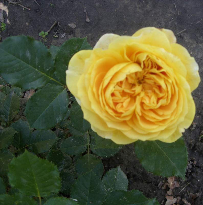 003