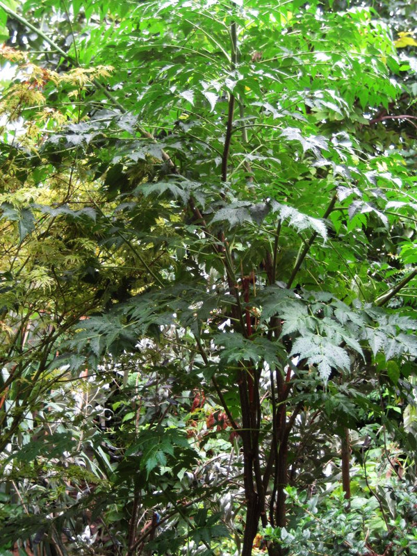 Jakaranda_cuspidifolia