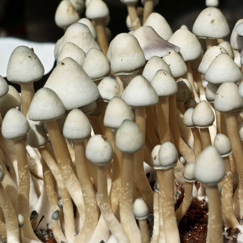 Albino A+