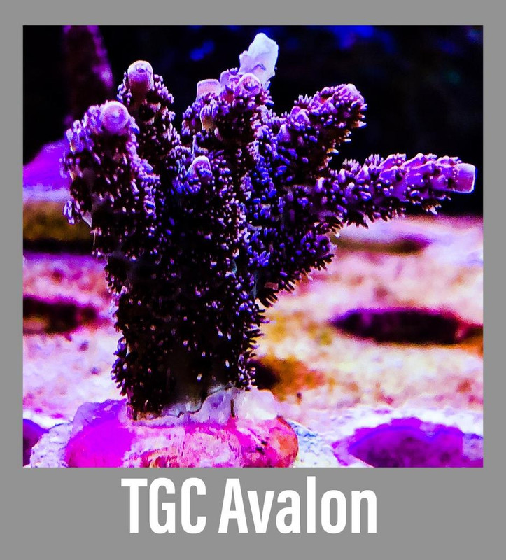 BF4ADD17-B431-412C-97C7-E04725099CA2