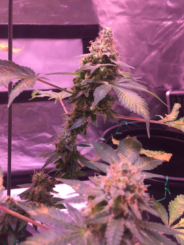 273FFE85-2E25-40A6-A0AF-59F5A1558A52