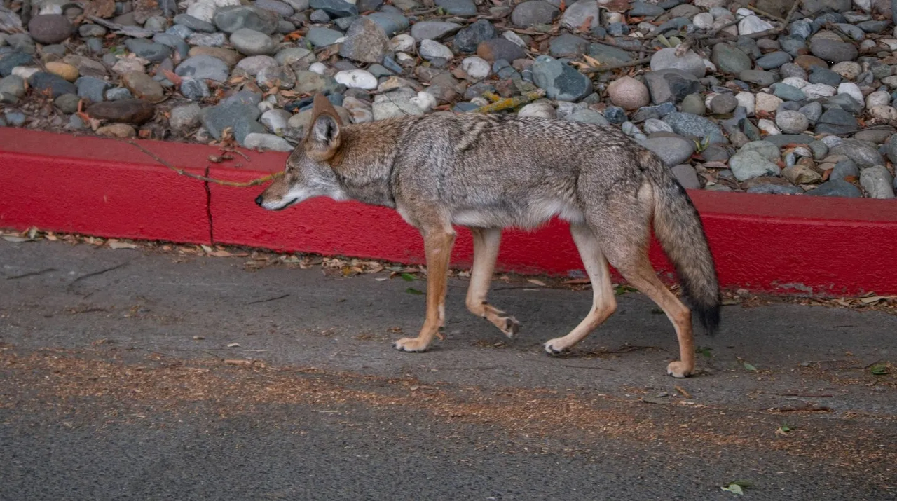 Coyote intenta devorarse a niña de dos años, el papá grita desesperado