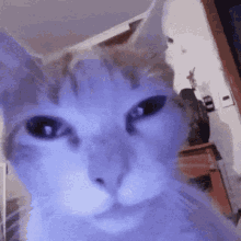 IMG-0078.gif