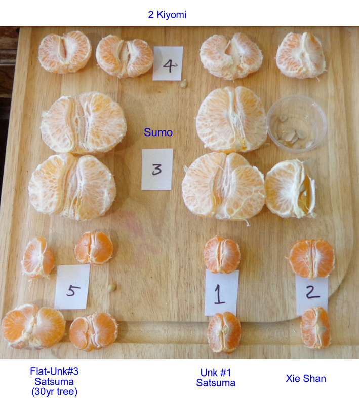 Xie_Shan-Taste-Update(11-28-21)3