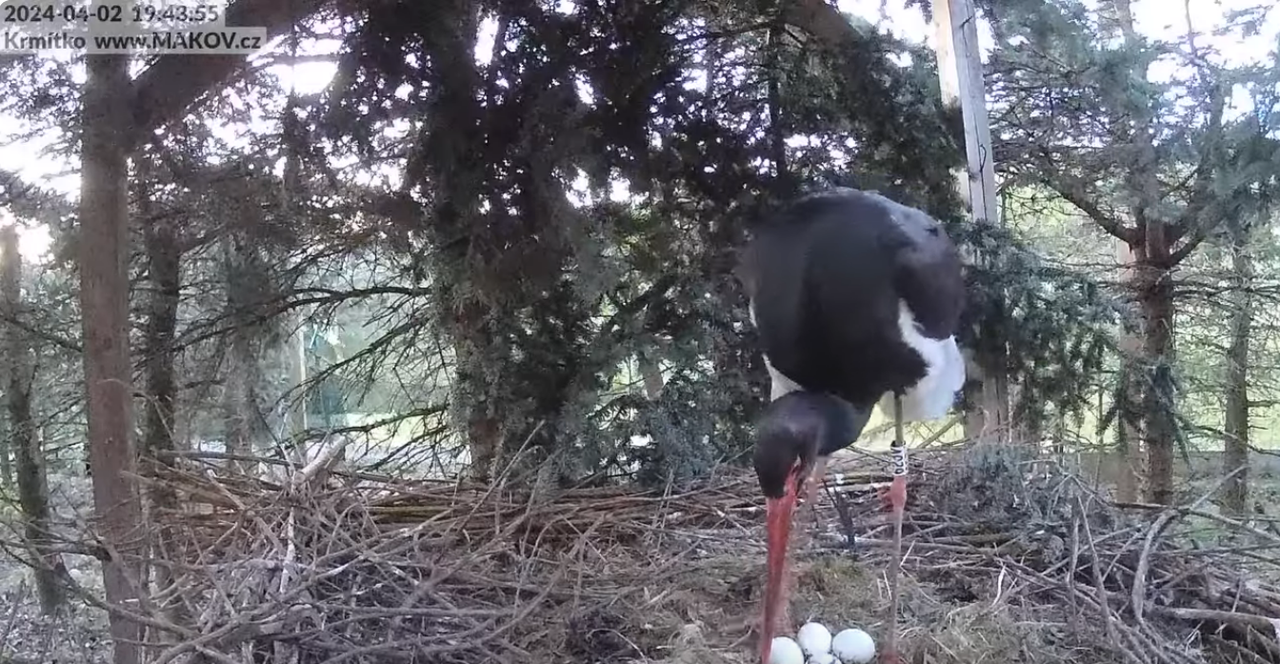 Screenshot 2024-04-02 at 22-48-25 Záchranná stanice živočichů Makov - krmítko