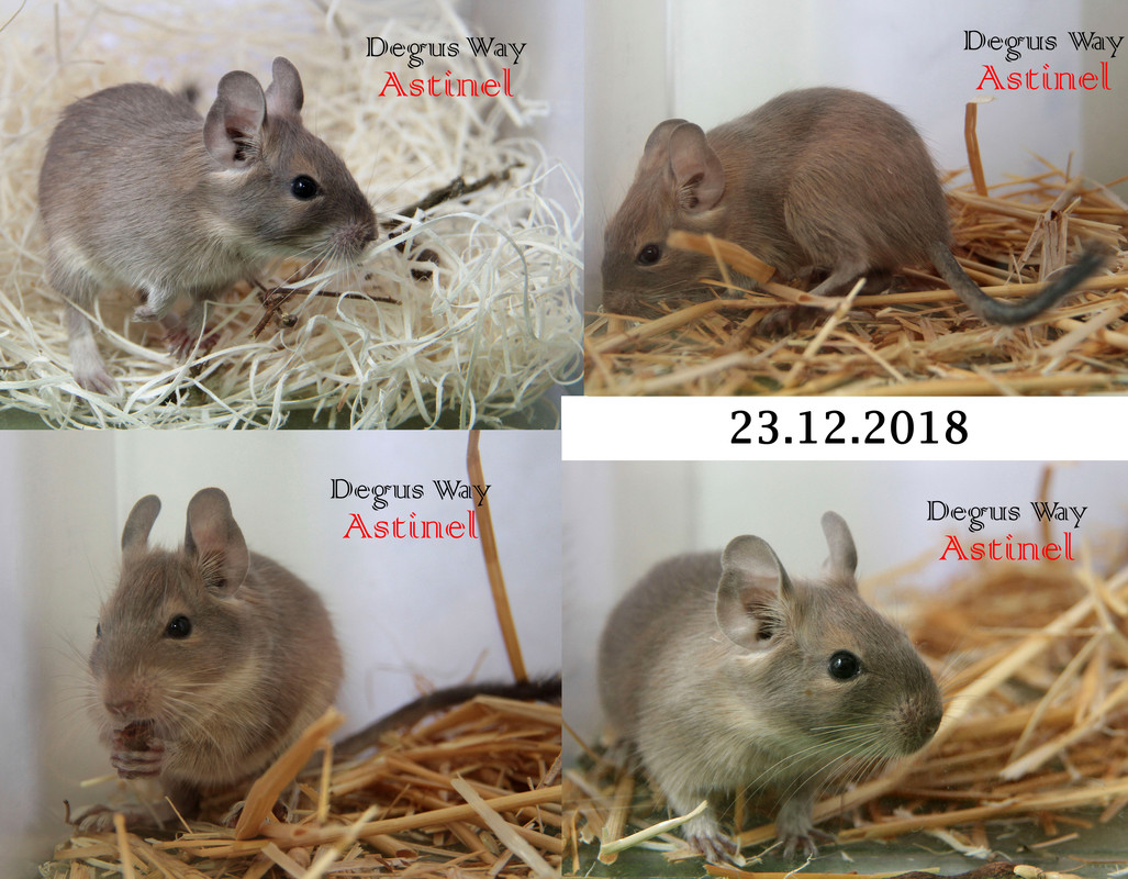 Астинель — копия