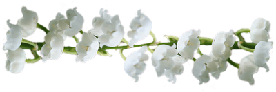brin-de-muguet
