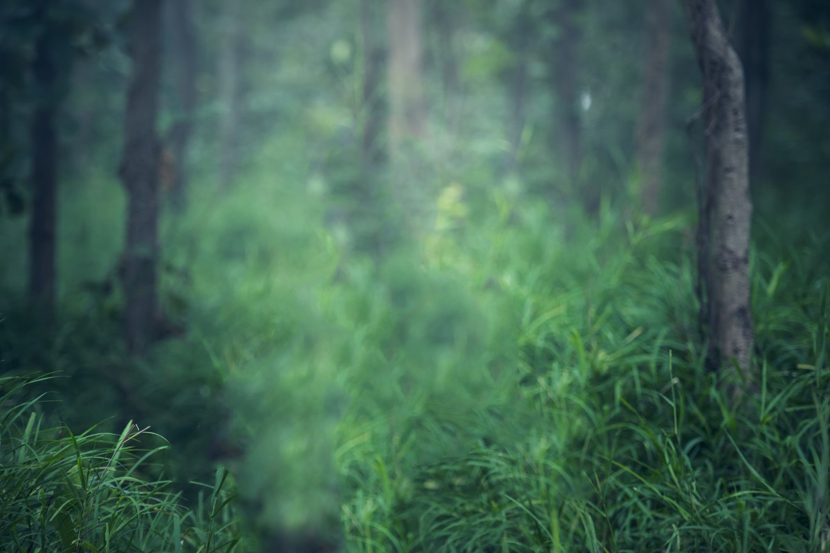 Shazim Creations1 (91)