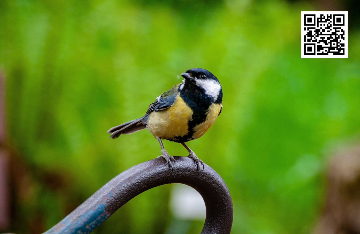 How to Identify Birds by Color and Size?