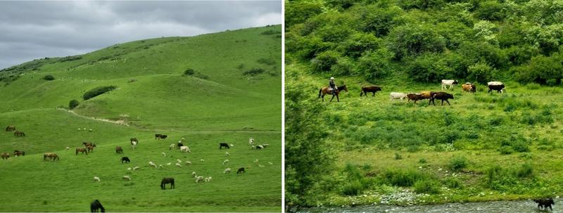 Cañón Charyn y Parque Nacional de Lagos Kolsay - Érase una caja de sorpresas kazaja (7)