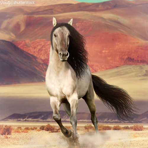 Art-Contest-Buckskin-Avi.jpg