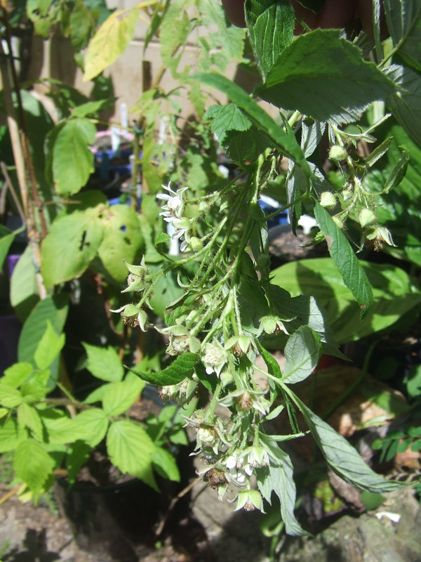 DSCF5954