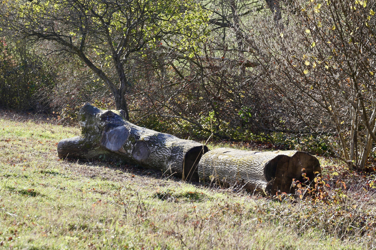 2B59D95D-FEF0-42C4-9DE1-FCCAF1B7FCD6