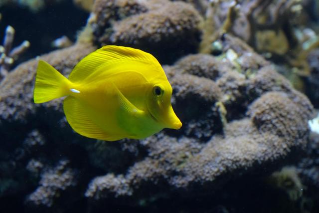 VALENCIA en un fin de semana - Blogs de España - Sábado 30/12: Llegada a Valencia y visita al Oceanogràfic (8)