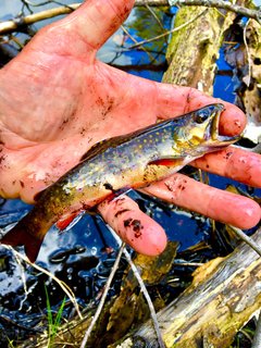 Chen valley st park brookie sept 29 2019 pic 2