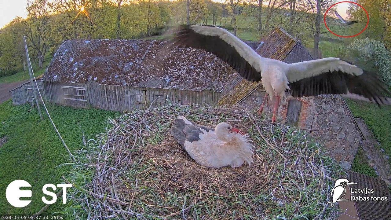 Baltie stārķi (Ciconia ciconia) Tukuma novadā - LDF tiešraide __ White storks in Tukums, Latvia 8-31