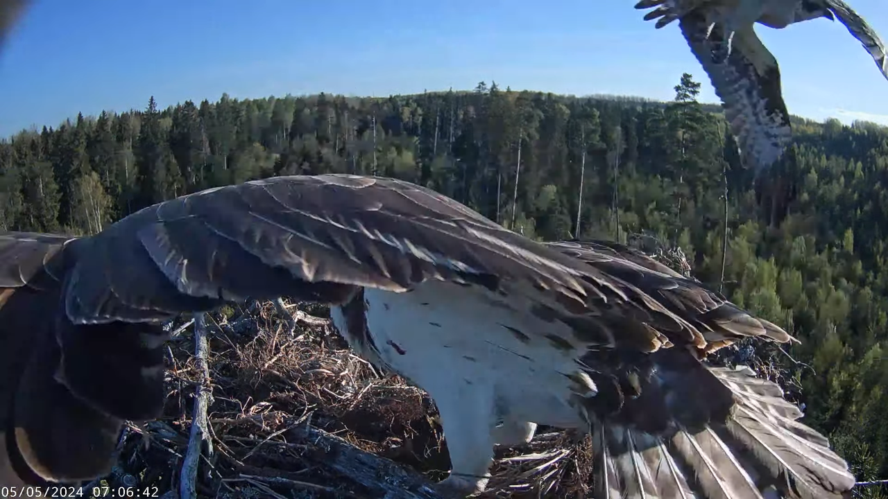 Kalakotkas2__Pandion haliaetus 11-36-44 screenshot (1)